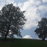 Tree; Publicdomain; Cc0; Freeimage;