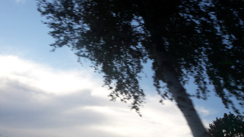 Tree; Publicdomain; Cc0; Freeimage;.jpg