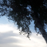 Tree; Publicdomain; Cc0; Freeimage;