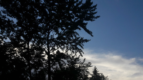 Tree; Publicdomain; Cc0; Freeimage;.jpg