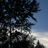 Tree; Publicdomain; Cc0; Freeimage;