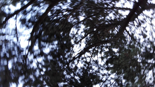 Tree; Publicdomain; Cc0; Freeimage;.jpg