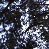 Tree; Publicdomain; Cc0; Freeimage;