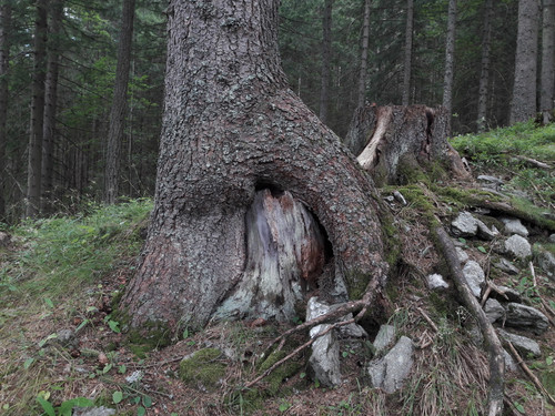 Tree; Publicdomain; Cc0; Freeimage;.jpg