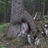 Tree; Publicdomain; Cc0; Freeimage;