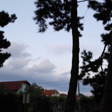 Tree; Publicdomain; Cc0; Freeimage;