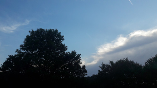 Tree; Publicdomain; Cc0; Freeimage;.jpg