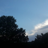 Tree; Publicdomain; Cc0; Freeimage;