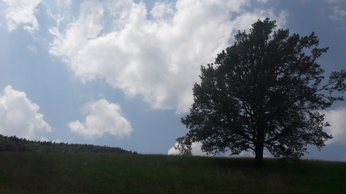 Tree; Publicdomain; Cc0; Freeimage;.jpg