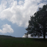 Tree; Publicdomain; Cc0; Freeimage;