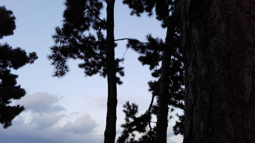 Tree; Publicdomain; Cc0; Freeimage;.jpg