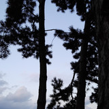 Tree; Publicdomain; Cc0; Freeimage;