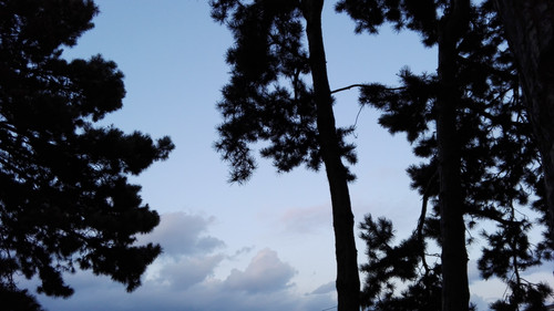 Tree; Publicdomain; Cc0; Freeimage;.jpg