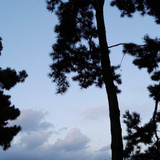 Tree; Publicdomain; Cc0; Freeimage;