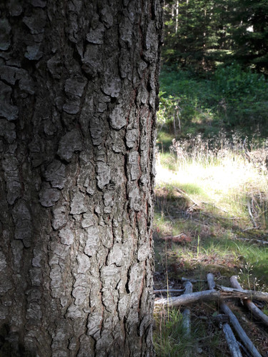 Tree; Publicdomain; Cc0; Freeimage;.jpg