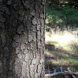 Tree; Publicdomain; Cc0; Freeimage;