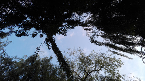 Tree; Publicdomain; Cc0; Freeimage;.jpg