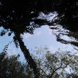 Tree; Publicdomain; Cc0; Freeimage;