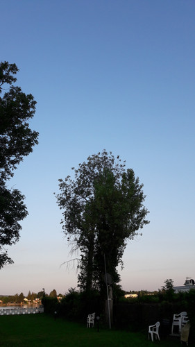 Tree; Publicdomain; Cc0; Freeimage;.jpg