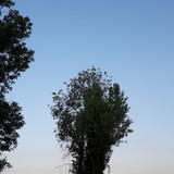 Tree; Publicdomain; Cc0; Freeimage;