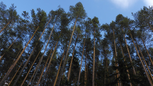 Tree; Publicdomain; Cc0; Freeimage;.jpg