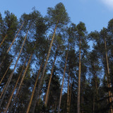 Tree; Publicdomain; Cc0; Freeimage;