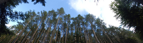 Tree; Publicdomain; Cc0; Freeimage;.jpg