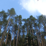 Tree; Publicdomain; Cc0; Freeimage;