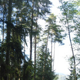 Tree; Publicdomain; Cc0; Freeimage;