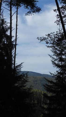 Tree; Publicdomain; Cc0; Freeimage;.jpg