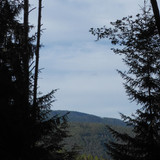 Tree; Publicdomain; Cc0; Freeimage;