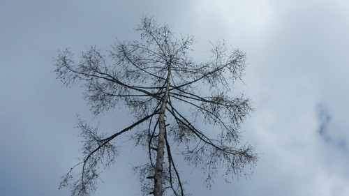 Tree; Publicdomain; Cc0; Freeimage;.jpg