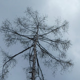 Tree; Publicdomain; Cc0; Freeimage;