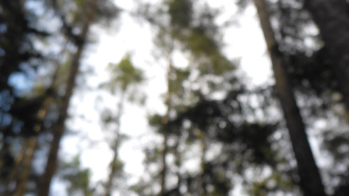 Tree; Publicdomain; Cc0; Freeimage;.jpg