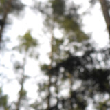 Tree; Publicdomain; Cc0; Freeimage;