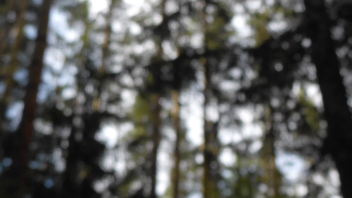 Tree; Publicdomain; Cc0; Freeimage;.jpg