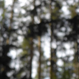 Tree; Publicdomain; Cc0; Freeimage;