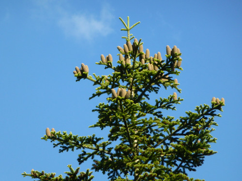 Tree; Publicdomain; Cc0; Freeimage;.jpg