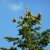 Tree; Publicdomain; Cc0; Freeimage;