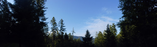 Tree; Publicdomain; Cc0; Freeimage;.jpg