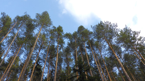 Tree; Publicdomain; Cc0; Freeimage;.jpg