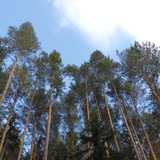 Tree; Publicdomain; Cc0; Freeimage;