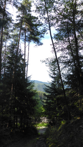 Tree; Publicdomain; Cc0; Freeimage;.jpg