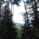 Tree; Publicdomain; Cc0; Freeimage;