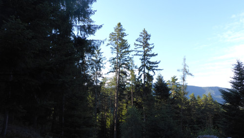 Tree; Publicdomain; Cc0; Freeimage;.jpg