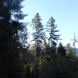 Tree; Publicdomain; Cc0; Freeimage;