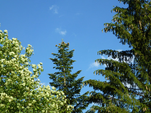 Tree; Publicdomain; Cc0; Freeimage;.jpg