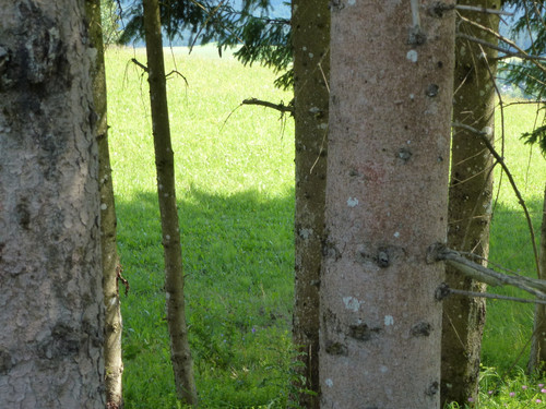 Tree; Publicdomain; Cc0; Freeimage;.jpg