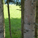 Tree; Publicdomain; Cc0; Freeimage;