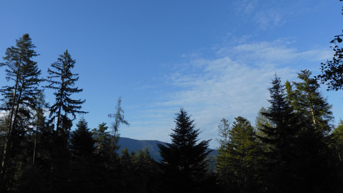 Tree; Publicdomain; Cc0; Freeimage;.jpg